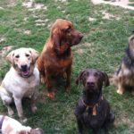 Overnight Doggy Sitter and Daycare